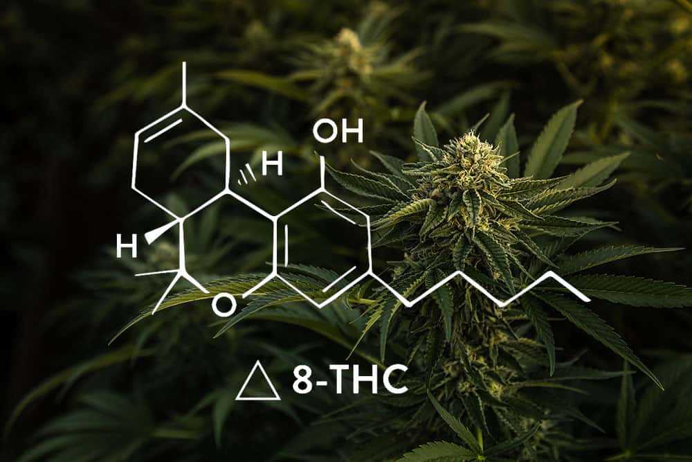 Thc 0 Vs Delta 8 - Products|Thc|Hemp|Brand|Gummies|Product|Delta-8|Cbd|Origin|Cannabis|Delta|Users|Effects|Cartridges|Brands|Range|List|Research|Usasource|Options|Benefits|Plant|Companies|Vape|Source|Results|Gummy|People|Space|High-Quality|Quality|Place|Overview|Flowers|Lab|Drug|Cannabinoids|Tinctures|Overviewproducts|Cartridge|Delta-8 Thc|Delta-8 Products|Delta-9 Thc|Delta-8 Brands|Usa Source|Delta-8 Thc Products|Cannabis Plant|Federal Level|United States|Delta-8 Gummies|Delta-8 Space|Health Canada|Delta Products|Delta-8 Thc Gummies|Delta-8 Companies|Vape Cartridges|Similar Benefits|Hemp Doctor|Brand Overviewproducts|Drug Test|High-Quality Products|Organic Hemp|San Jose|Editorial Team|Farm Bill|Overview Products|Wide Range|Psychoactive Properties|Reliable Provider|Boston Hempire