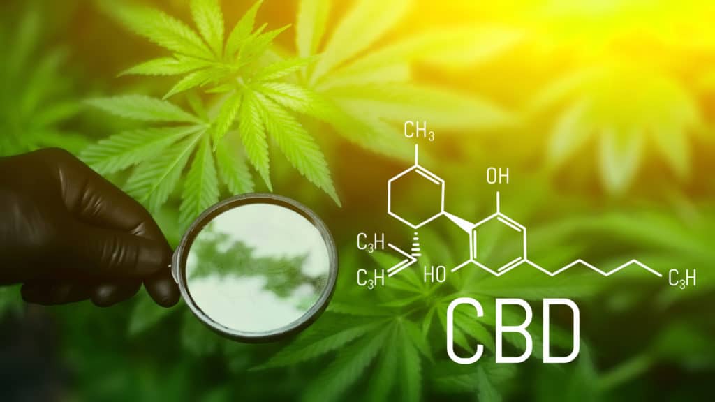 Cannabinoids and health, medical marijuana, CBD elements in Cannabis. Beautiful background of green hemp, place for copy space. Cannabis CBD oil (cannabidiol)